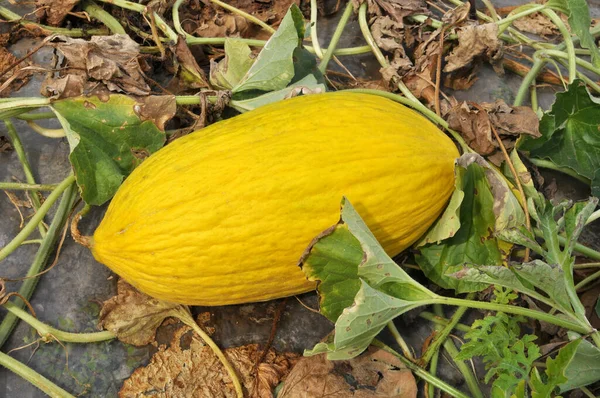 Sarı karpuz açık organik toprakta yetişir.