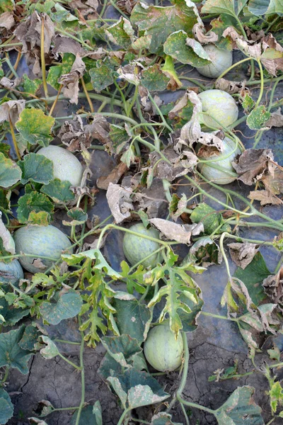 Yazın, karpuzlar açık organik topraklarda yetişir.