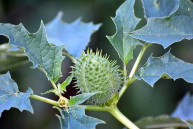 Vahşi doğada zehirli ve tıbbi bir bitki yetişir, Datura stramonyumu.