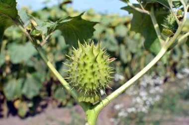 Vahşi doğada zehirli ve tıbbi bir bitki yetişir, Datura stramonyumu.