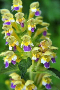Yaz mevsimi yabani otların arasında, ısırgan otu filizleri Galeopsis Specosa