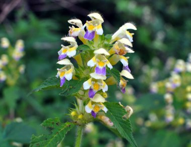 Yaz mevsimi yabani otların arasında, ısırgan otu filizleri Galeopsis Specosa