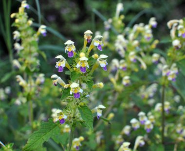 Yaz mevsimi yabani otların arasında, ısırgan otu filizleri Galeopsis Specosa