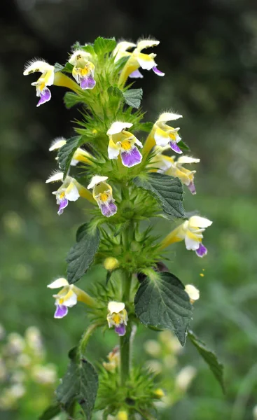 Yaz mevsimi yabani otların arasında, ısırgan otu filizleri Galeopsis Specosa
