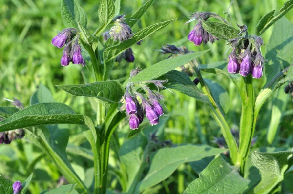 Réten Vadon Termő Gyógynövények Között Virágzik Comfrey Symphytum Officinale — Stock Fotó