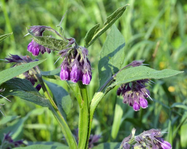 Çayırda, yabani otların arasında kuş (Symphytum officinale) çiçek açıyor.