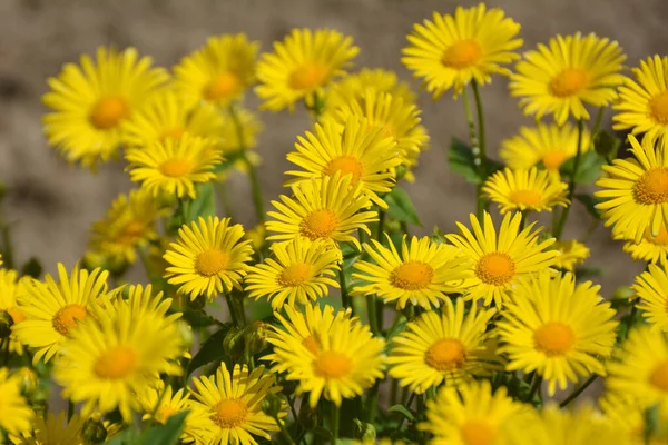 Doronicum Orientale Blüht Auf Einem Beet Garten — Stockfoto