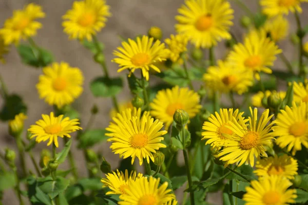 Doronicum Orientale Blooms Flower Bed Garden — Foto Stock