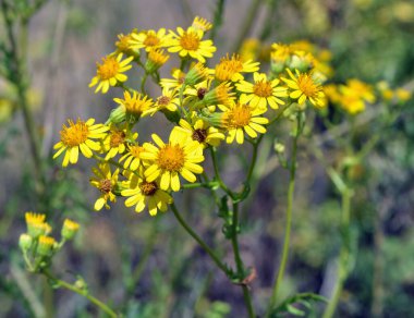 Vahşi doğada, Jacobaea vulgaris bitkisi otların arasında yetişir.