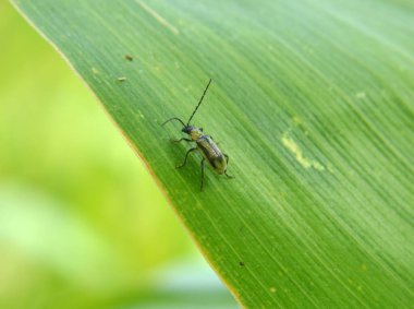Bitkinin üzerinde zararlı bir böcek bulunur - Batı mısır böceği (Diabrotica virgifera virgifera virgifera)