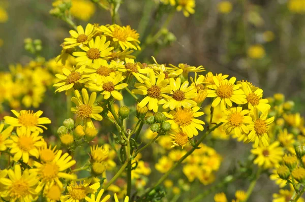 Vahşi doğada, Jacobaea vulgaris bitkisi otların arasında yetişir.