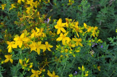 Vahşi doğada, ormanda Aziz John otları çiçek açar (hypericum perforatum) 