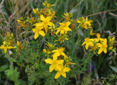 Vahşi doğada, ormanda Aziz John otları çiçek açar (hypericum perforatum) 