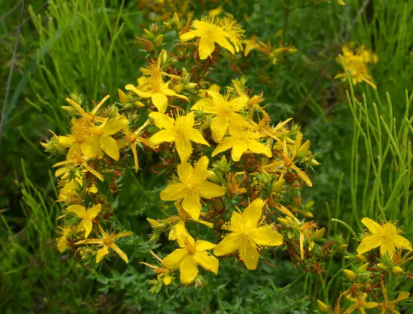 Volné Přírodě Lesním Květu Třezalka Tečkovaná Hypericum Perforatum — Stock fotografie