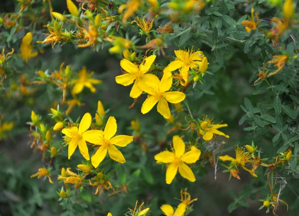 Volné Přírodě Lesním Květu Třezalka Tečkovaná Hypericum Perforatum — Stock fotografie