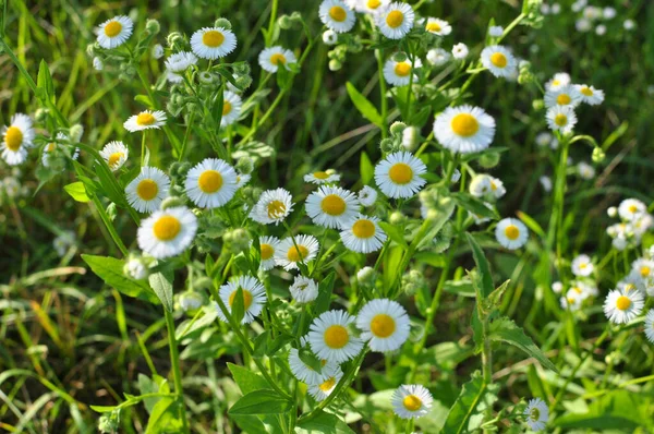 Erigeron Annuus Floresce Natureza Prado Verão — Fotografia de Stock