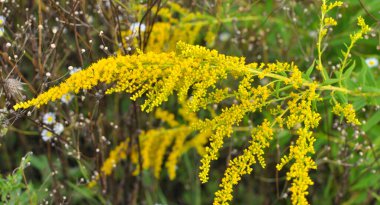 Solidago canadensis yazın sonlarında vahşi bir şekilde çiçek açar.