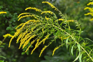 Solidago canadensis yazın sonlarında vahşi bir şekilde çiçek açar.
