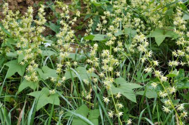 Yazın, Eckinocystis Lobata vahşi doğada yetişir.