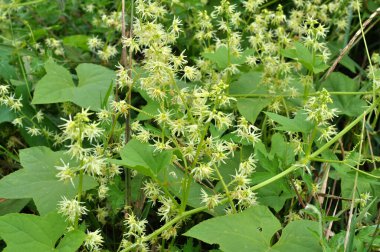 Yazın, Eckinocystis Lobata vahşi doğada yetişir.