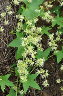 Yazın, Eckinocystis Lobata vahşi doğada yetişir.