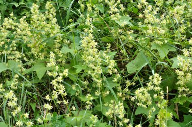 Yazın, Eckinocystis Lobata vahşi doğada yetişir.