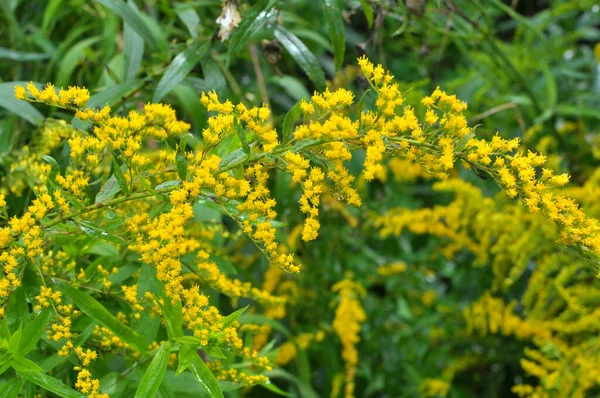 Solidago canadensis yazın sonlarında vahşi bir şekilde çiçek açar.
