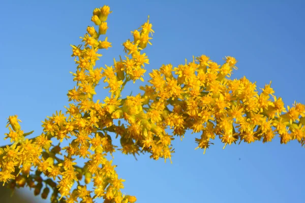 Solidago canadensis yazın sonlarında vahşi bir şekilde çiçek açar.