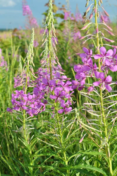 Epilobium Angustifolium Floresce Natureza Verão — Fotografia de Stock