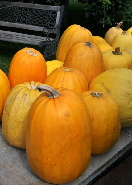 Pile Lies Harvest Courgette Pumpkins — Fotografia de Stock