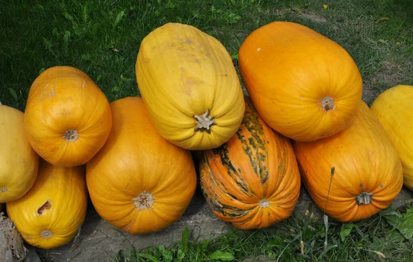 Pile Lies Harvest Courgette Pumpkins — Fotografia de Stock