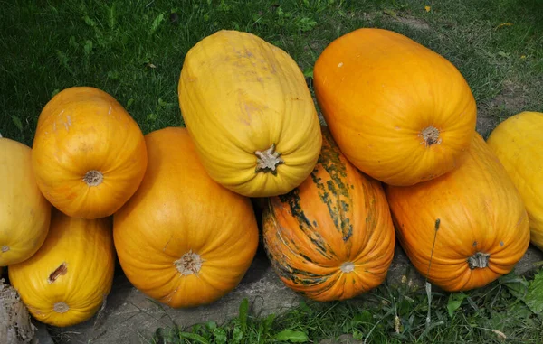 Haufen Liegen Die Ernte Zucchini Und Die Kürbisse Stockbild