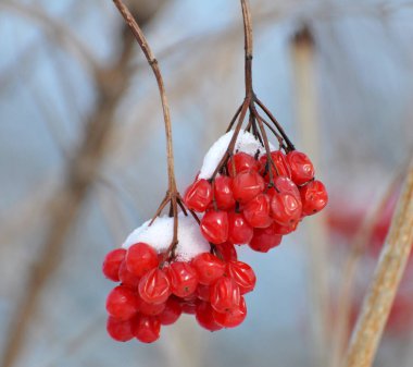 Bir çalılığın dalında kırmızı böğürtlen gülü, viburum opulus