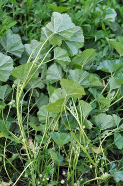 Mallow, Malva pusilla, Malva rotundifolia yazın doğada yetişir.