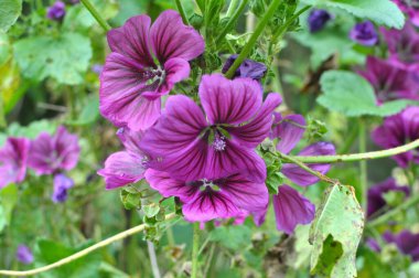Mallow, Malva Sylvestris Ormanı vahşi doğada yetişir.
