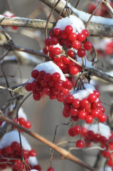 Bir çalılığın dalında kırmızı böğürtlen gülü, viburum opulus