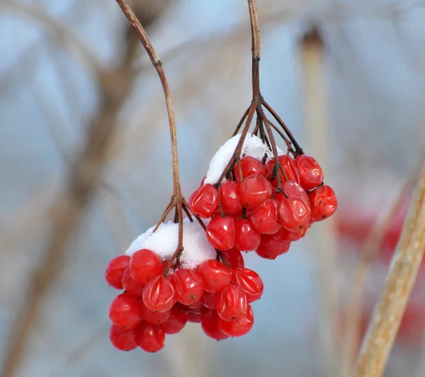 Bir çalılığın dalında kırmızı böğürtlen gülü, viburum opulus