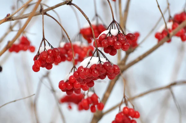Bir çalılığın dalında kırmızı böğürtlen gülü, viburum opulus
