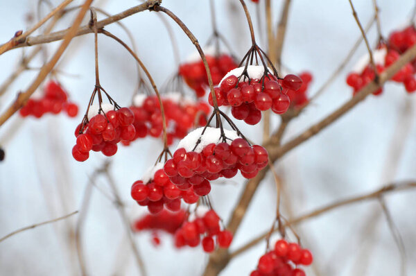 On a branch of a bush a bunch of red berries guelder rose, viburnum opulus