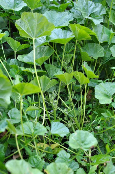 Mallow Malva Pusilla Malva Rotundifolia Μεγαλώνει Στην Άγρια Φύση Καλοκαίρι — Φωτογραφία Αρχείου