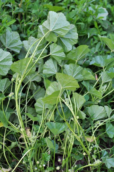 Mallow, Malva pusilla, Malva rotundifolia yazın doğada yetişir.