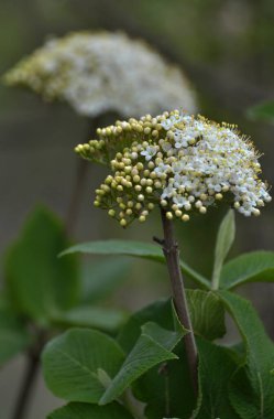 İlkbaharda Viburnum 'un vahşi çiçeklerinde (Viburnum lantana)