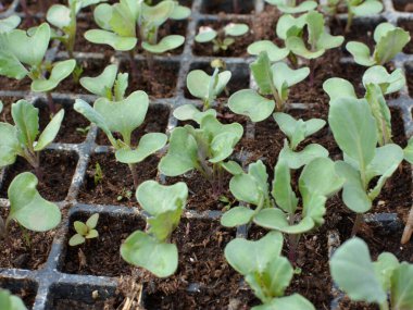 Plastik kasetlerde organik toprakla yetişen lahana tohumları..