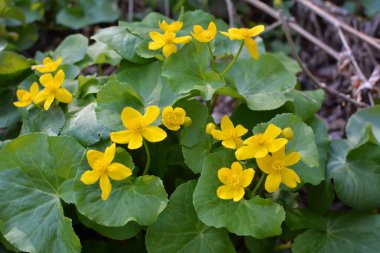Baharda, Caltha Palustris nemli alder ormanında yetişir. 
