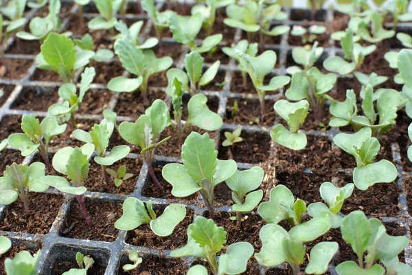 Mudas Repolho Cultivadas Cassetes Plástico Com Solo Orgânico — Fotografia de Stock