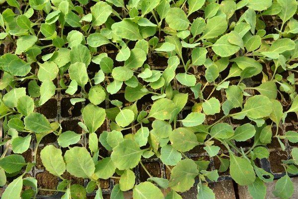 有機土壌のプラスチックカセットで栽培されたキャベツの苗 — ストック写真