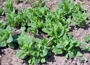 İlkbaharda, bahçede yenilebilir bitkisel orach (Atriplex hortensis) yetişir.