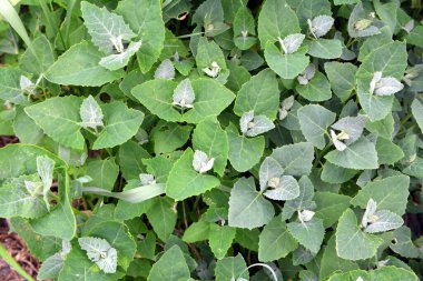 İlkbaharda, bahçede yenilebilir bitkisel orach (Atriplex hortensis) yetişir.