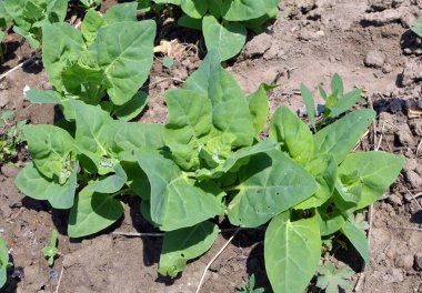 İlkbaharda, bahçede yenilebilir bitkisel orach (Atriplex hortensis) yetişir.