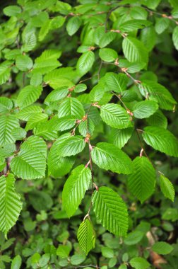 Hornbeam ağaç dalı ve ormanda büyüyen genç yapraklar.